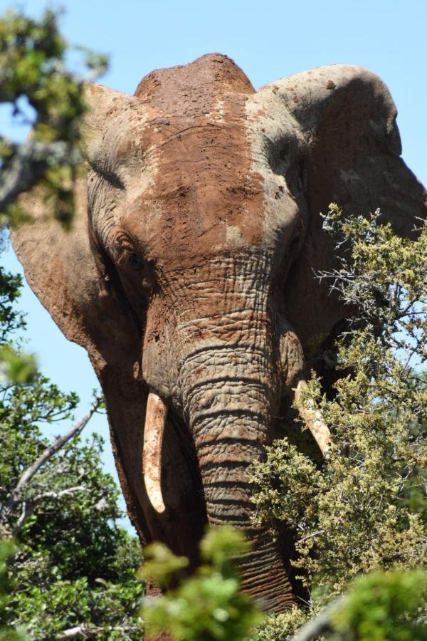 Orange Elephant Backpackers Hostel Addo Bagian luar foto